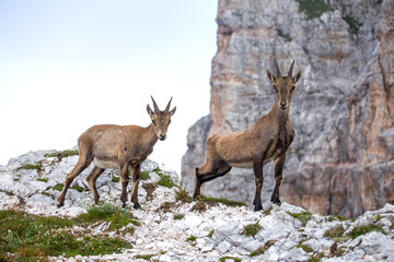 Two Young Alpine ibex (Capra ibex) perched on rock