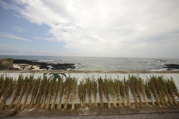 Landscape shot of bundles of dry plants near the coast of Jeju Island, South Korea