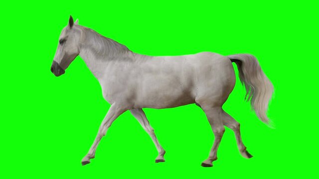 White horse walking. Isolated and cyclic animation. Green Screen