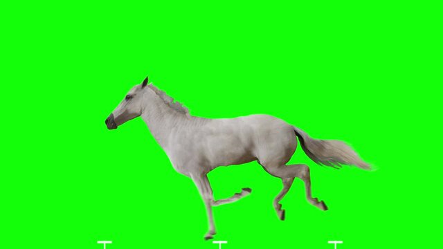 White horse jumping. Isolated and cyclic animation. Green Screen.