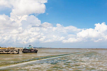 Fototapeta premium the mangrove forest with blue sky with cloud.