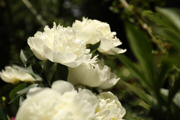 Closeup view of blooming white peony bush outdoors