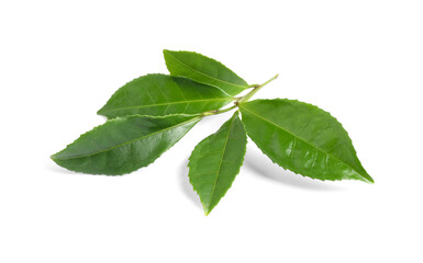 Naklejka na ściany i meble Green leaves of tea plant isolated on white