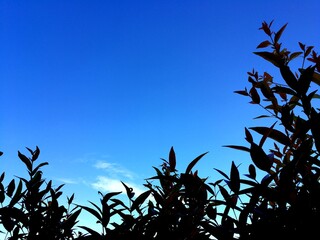 Tree top against blue sky in the background with blank space for your work.