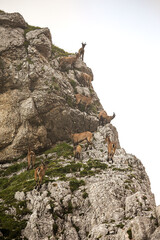 Alpine Ibex Male Animals on the Mountain Rocks, Montasio, Friuli Venezia Giulia, Julian Alps, Italy