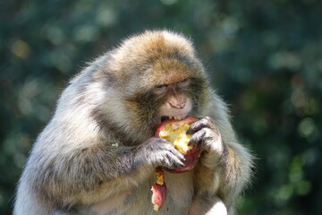 singe male croque une pomme