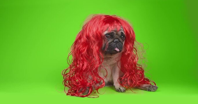 Sad, shy pug dog in red wig. Long hair like girl princess. Looking at the camera, tilting head in surprise. Green screen, chroma key. Green background. Funny dog concept