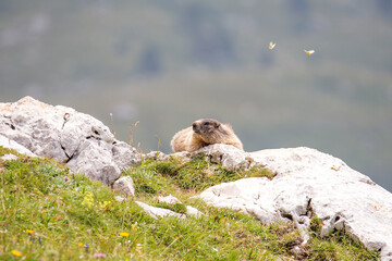 Alpine marmot (Marmota marmota) on the rock