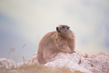 Alpine marmot (Marmota marmota) on the rock
