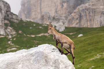 Alpine ibex (Capra ibex) on the rock