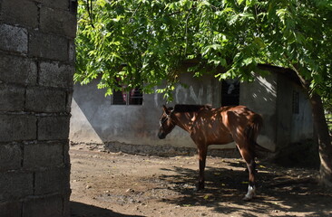 The little pony under the shadow in Tagay Tay Philippines