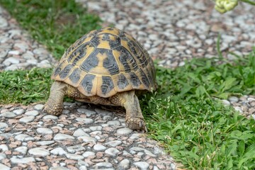 Terrestrial turtle in the garden