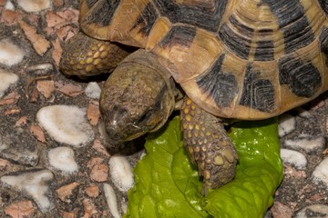 Terrestrial turtle in the garden