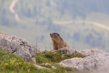 Alpine marmot (Marmota marmota) on the rock