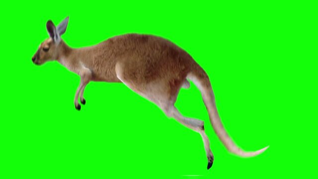 Kangaroo realistic animation. Isolated animal green screen video allows to add background in post-production. Element for visual effects.