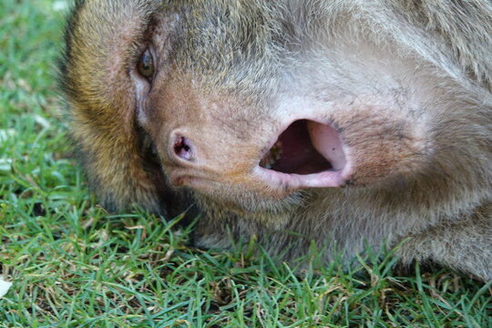 singe b&acirc;illement gros plan