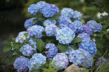 Beautiful closeup shot of blue purple hydrangeas blooming in a field