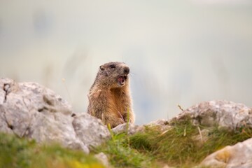 Alpine marmot (Marmota marmota) on the rock
