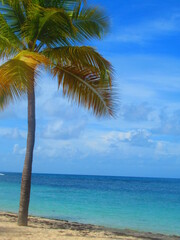 Fototapeta na wymiar Un palmier sur une plage de sable blanc devant la paradisiaque mer turquoise
