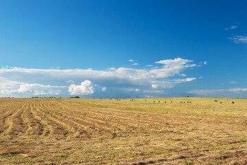 Fototapeta premium A field of ripe wheat against a blue sky. Harvest. Wheat on the background of the sky with clouds, a field of ripe wheat ears of Golden color.