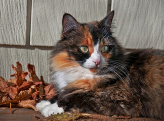 This pet cat is laying down outdoors on a porch with siding in the background and autumn leaves.  She is a long haired calico feline with striking green eyes and white boot feet.