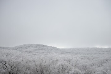 Beautiful snowy scenery at the Jeju Island in South Korea