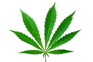 Cannabis, marijuana leaves isolated on white