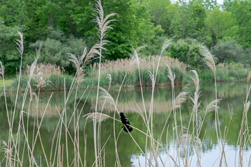 A red-winged blackbird