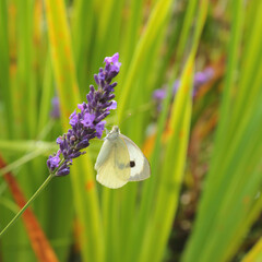 Pieris brassicae, commonly known as cabbage butterfly