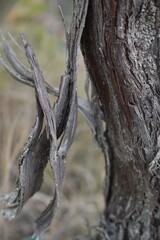 The old aged wood in movement Tuscany Italy
