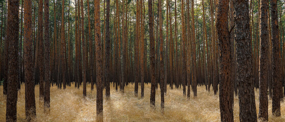 Wald, Baumbestand