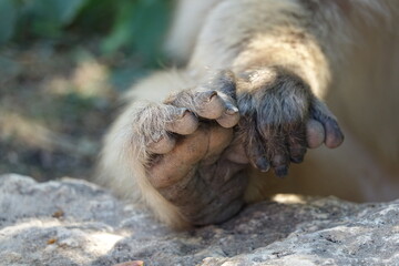 main et pied de singe