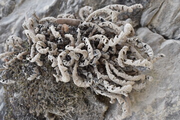 The sandy plants in harmony with the brick wall in Tuscany Italy