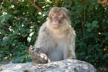 singe assis sur un rocher