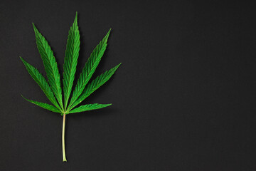 Cannabis, marijuana leaves isolated on black