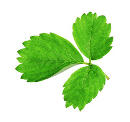 Fresh green strawberry foliage isolated on white