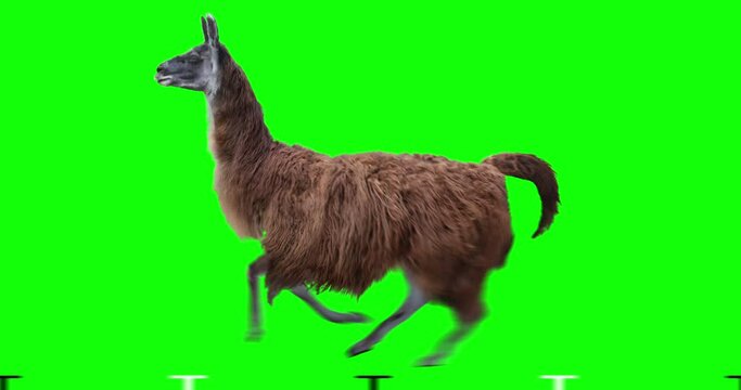 Red llama running. Isolated and cyclic animation. Green Screen.