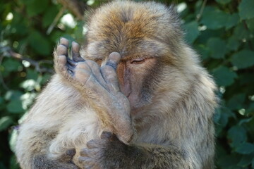 singe inspecte son pied