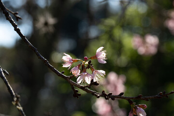 Flor de cerejeira em bosque  no outono inverno