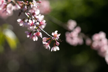 Flor de cerejeira em bosque  no outono inverno