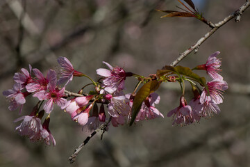 Flor de cerejeira em bosque  no outono inverno