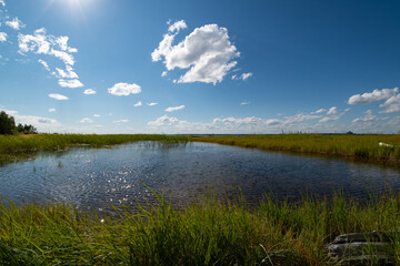 Fototapeta na wymiar Landscape with a pond and green grass