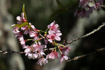 Flor de cerejeira em bosque  no outono inverno