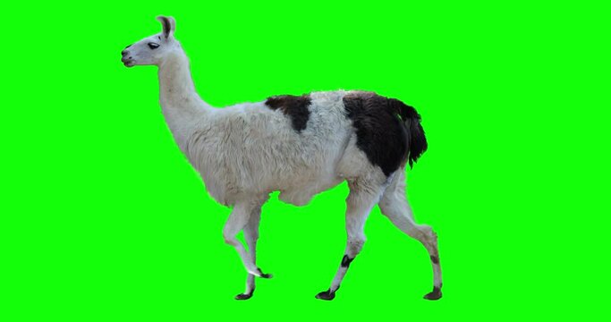 White llama walking. Isolated and cyclic animation. Green Screen.