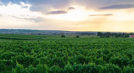 Sunset sky on vineyard with hill and small vilage, Palava Czech republic