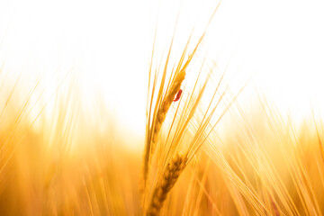 autumn rye harvest background. ripe yellow ears of wheat with beetle on nature close-up macro.