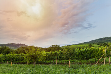 Fototapeta na wymiar Nice sunset on vineyard with hill at area Palava Czech republic