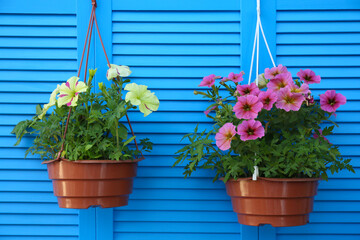 Fototapeta na wymiar Beautiful petunia flowers in pots on blue wooden background