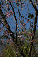 Flor de cerejeira em bosque  no outono inverno