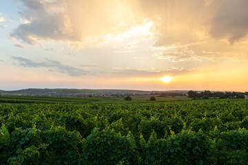 Nice sunset on vineyard at area Palava Czech republic